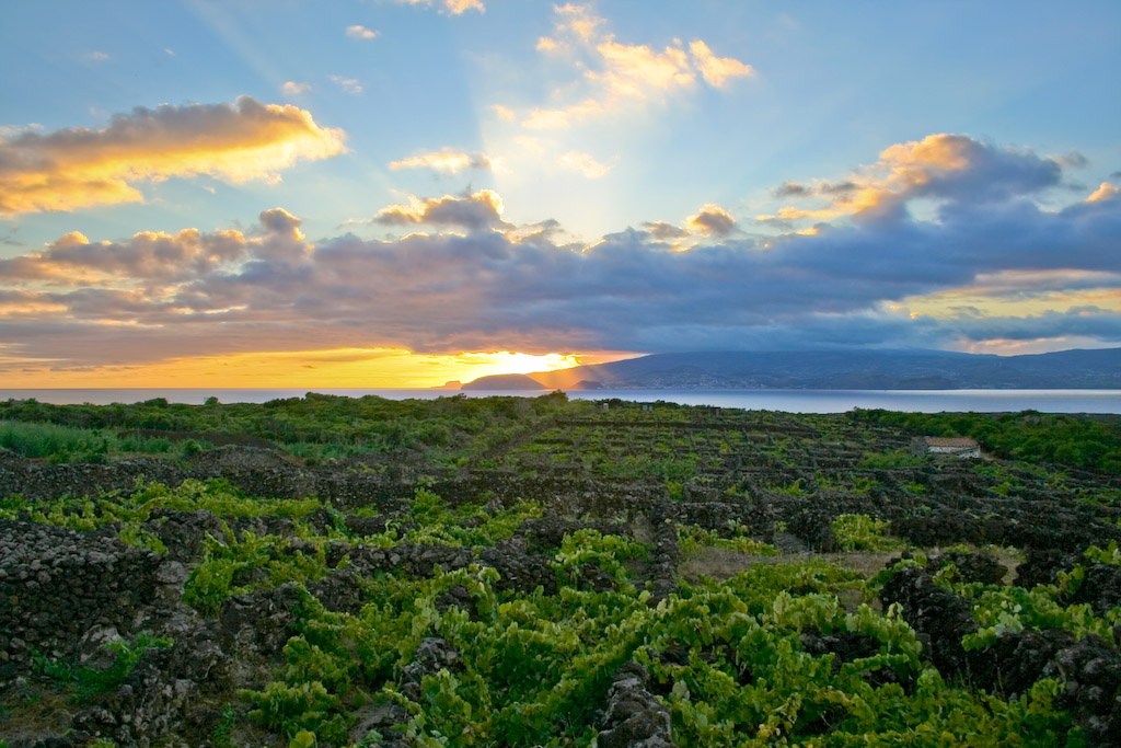 UNESCO-listed vineyard landscape on Pico Island